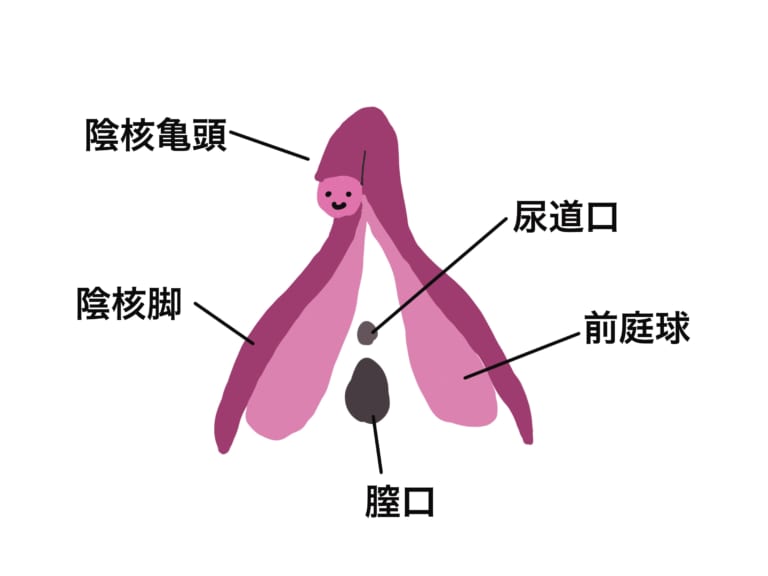 女性のクリトリスの場所や役割は？医師監修 - 夜の保健室