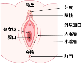 クリトリス（陰核）包茎手術｜京都の美容外科すなおクリニック(四条河原町)