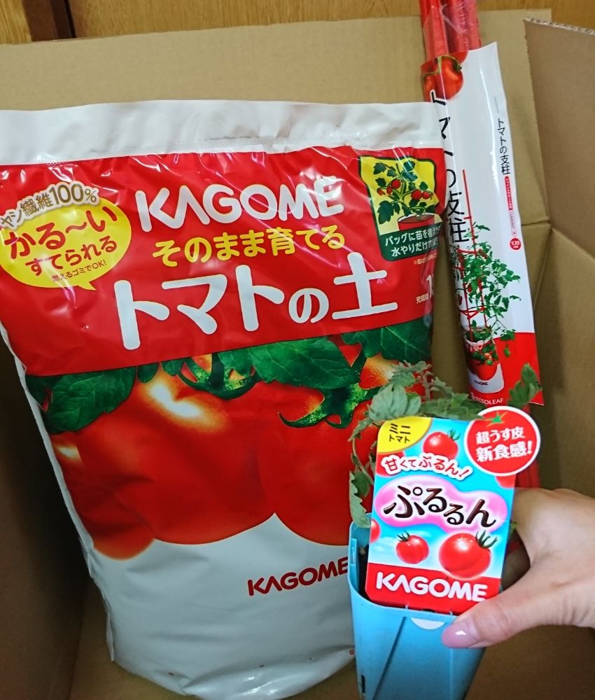 ミニトマトのぷるるんが美味すぎた。来年はこれ一択でいきます。｜オリーブ農家の日常