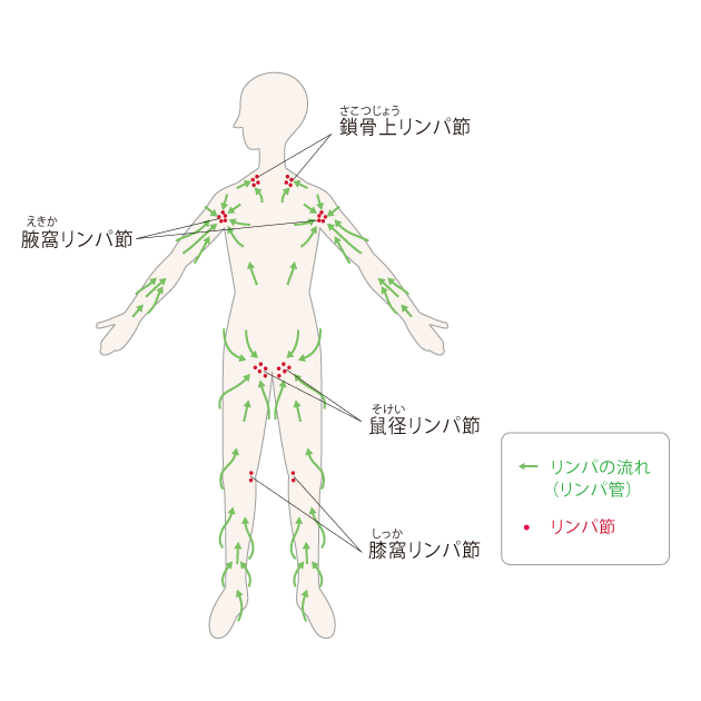 むくみすっきりで痩せ見え】脚のリンパマッサージの正しいやり方 | Oggi.jp