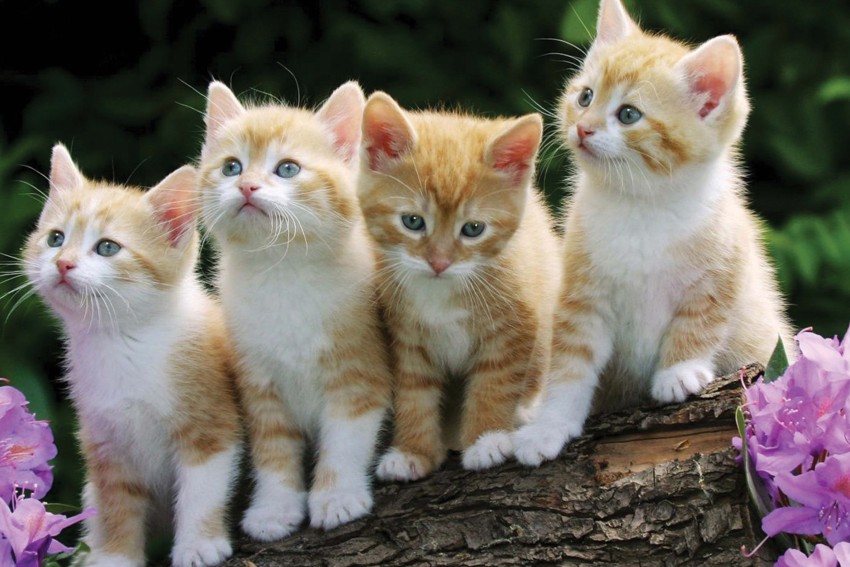 Cute Baby Cats