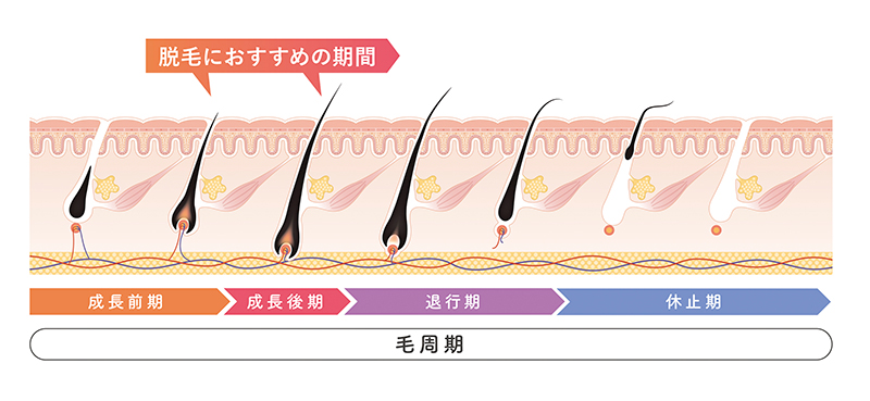 ムダ毛の自己処理の方法は？部位別の自己処理方法やお手入れにオススメのアイテムを紹介 | mismos（ミスモス）