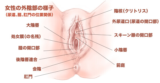 処女の初めてのオナニー講座！ひとりエッチのやり方、準備、使いたいアダルトグッズを紹介するよ！ | 処女がHを学べるブログ｜初えち学