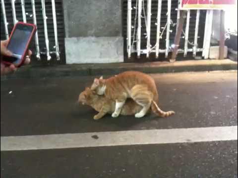 １４３ｃｍの天使を裸にして青カン…か細いマンコに２連続中出し・野外でデカチン咥えさせフェラ奉仕で躾けるも反抗的な態度だった【前編 |  デジタルコンテンツのオープンマーケット Gcolle