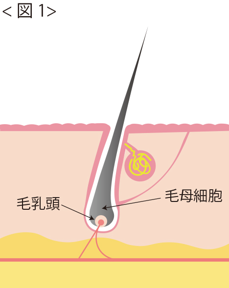 ◇ムダ毛について専門医が徹底解説《世間のウワサ》vs《医師のホンネ》〜夏直前！今知っておきたい！〜 | 医療法人社団風林会