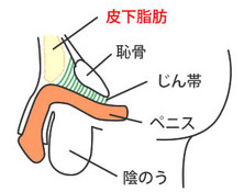 ちんこ短いけど太いっすね えろい | Peing -質問箱-