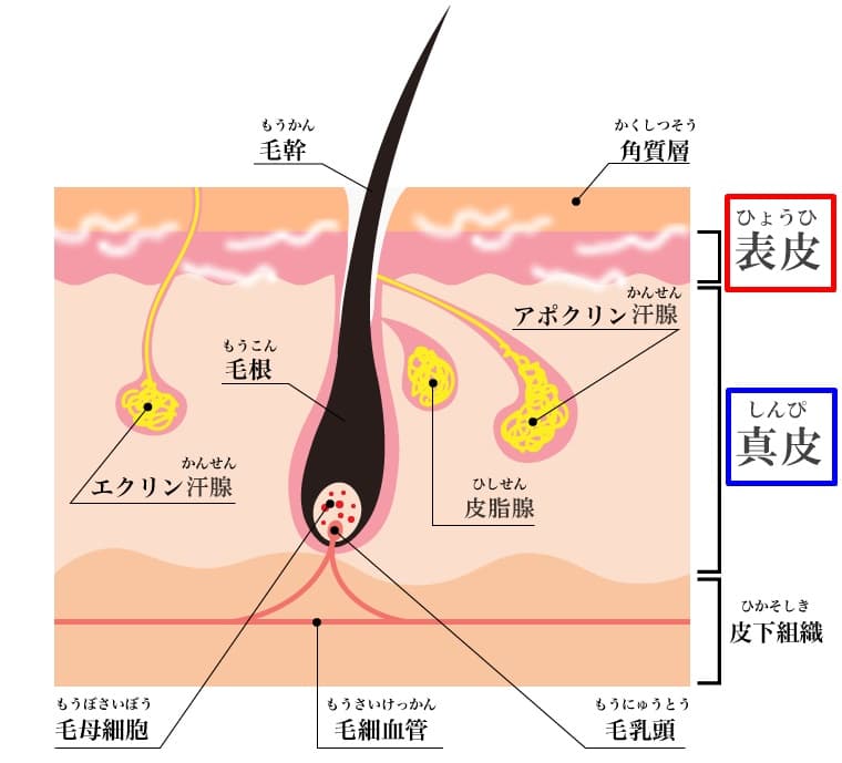 mix脱毛とは？ wax脱毛で1度髭を全て抜きます 髭が無くなった後に上から光脱毛を照射をします。