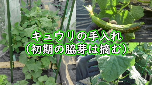 ITANSE キュウリの苗 夏すずみ