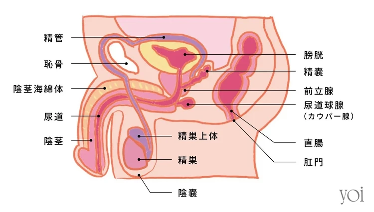 あの『ペニスの形』には意味があるの？ちんこの亀頭があの形の理由【ラブコスメ】