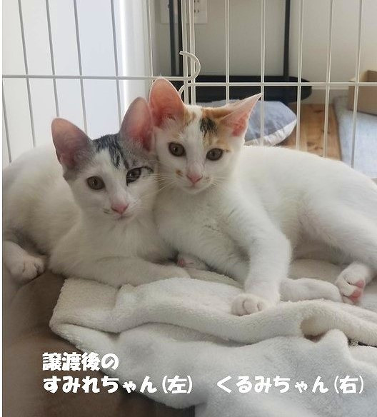 人も猫も幸せで安心なまちへ ｜ 寒川キャットプロジェクト｜ふるさと納税のガバメントクラウドファンディングは「ふるさとチョイス」