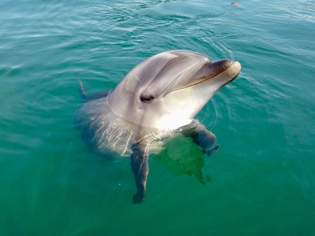 愛知のうさぎ島「前島」の現在は？広島にもあるうさぎ島とは - あにまろ〜る