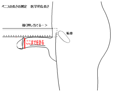 あの『ペニスの形』には意味があるの？ちんこの亀頭があの形の理由【ラブコスメ】