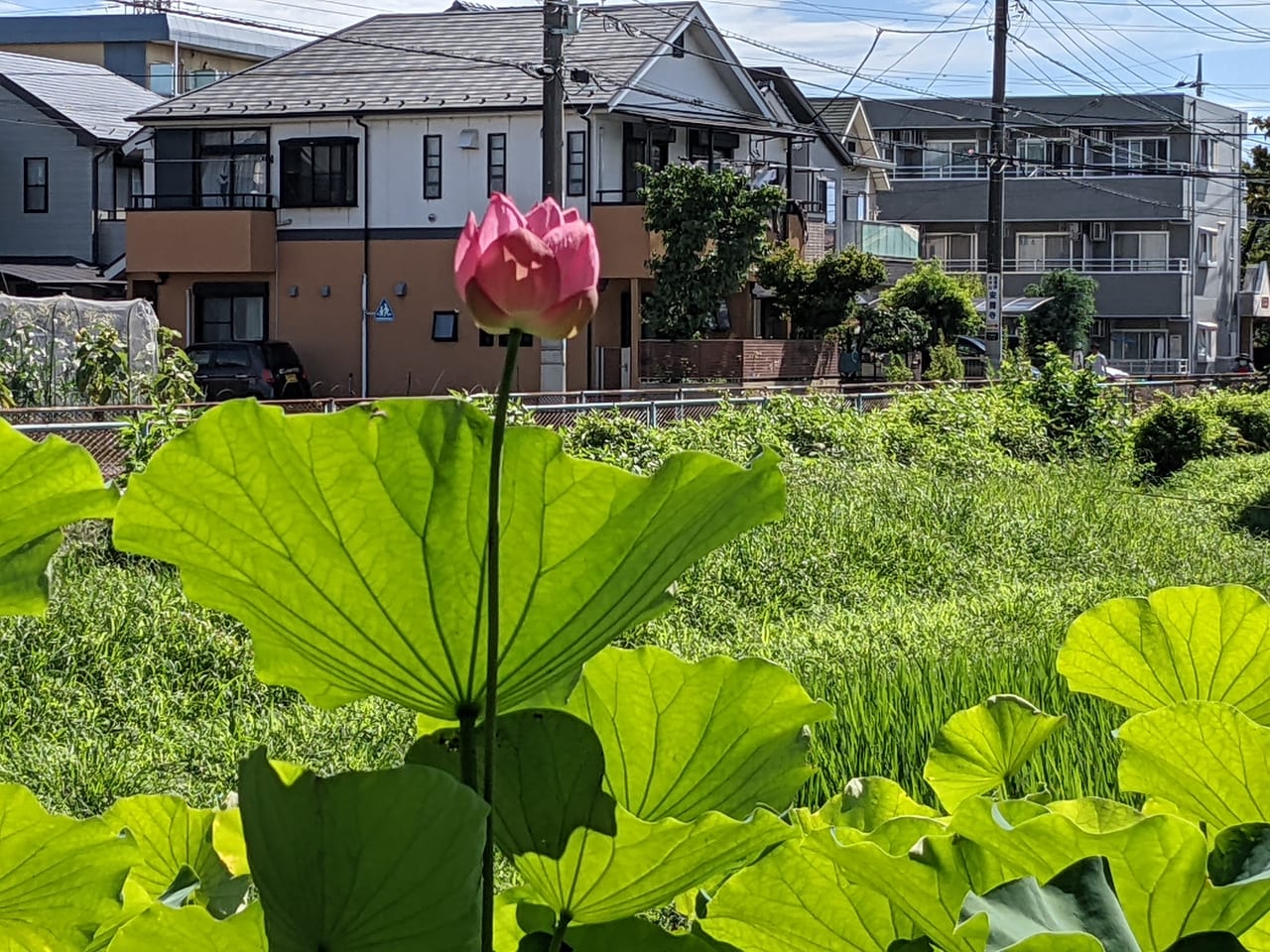 写真 : 万願寺中央公園