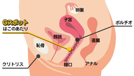 Gスポットを開発するコツ！場所や注意点を細かく解説。 | VOLSTANISH