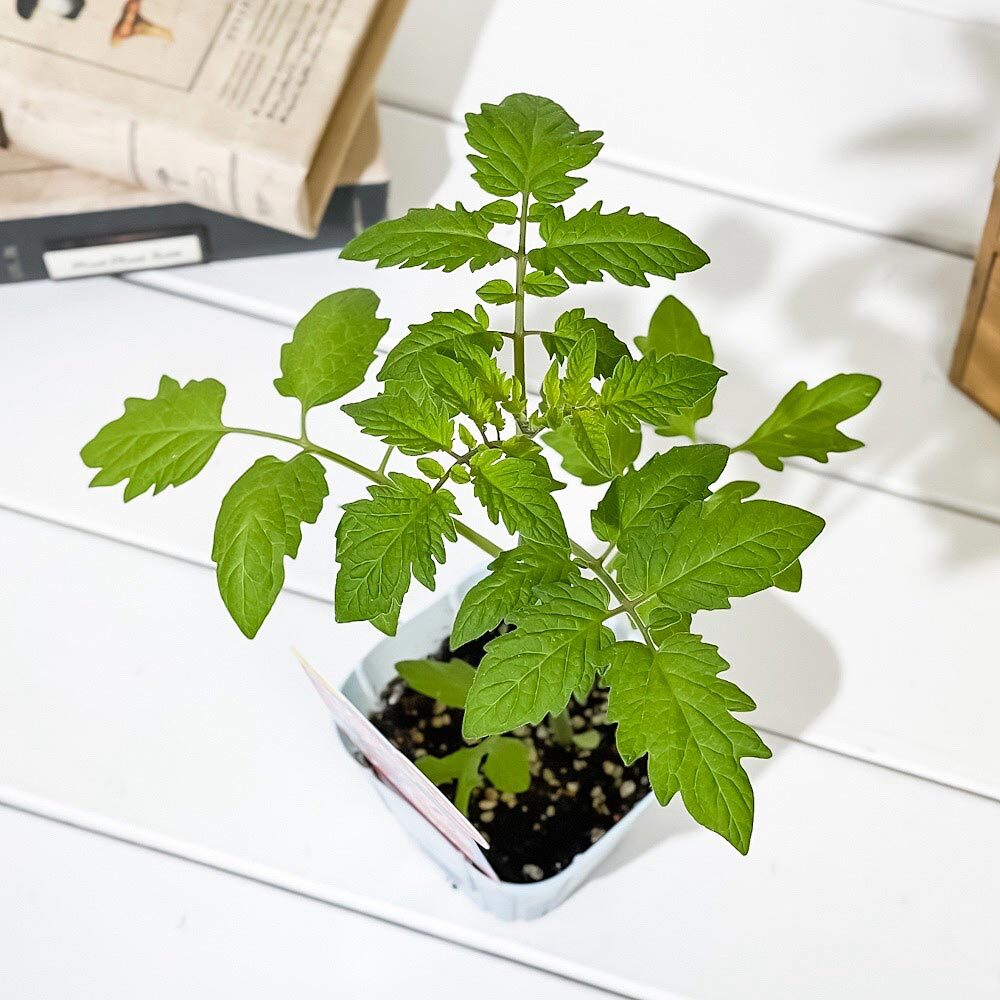 ☆プレミアム野菜苗 カゴメのトマト苗 甘くてぷるるん