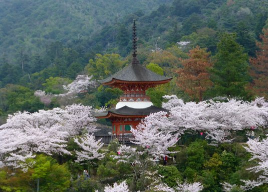 宮島の人気観光スポット「大聖院」で紅葉の見頃時期に合わせたライトアップ｜広島観光情報総合サイト 旅やか広島