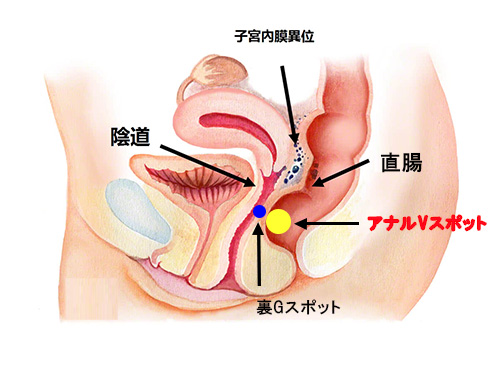 元AV女優が暴露】膣の攻め方を徹底解説 – メンズ形成外科 |