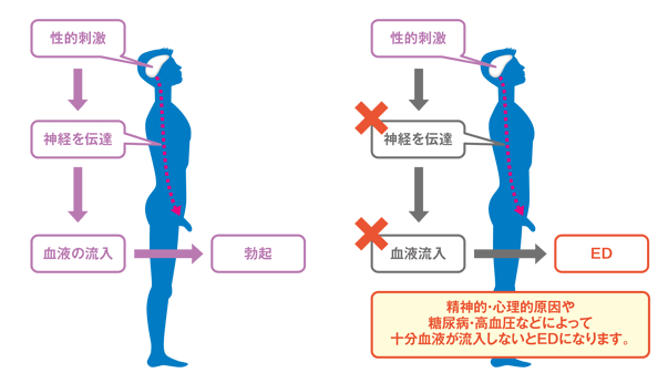 医師監修】【ペニスを硬くするために】たった1分！ほぐすだけで勃起力が上がる方法4選｜イースト駅前クリニックのED治療