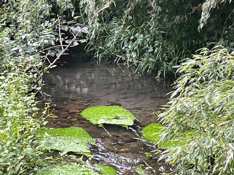 そば処 水無湧水庵 | 蕎麦人