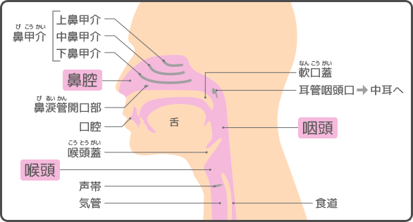 のどの痛みはコロナ？のどが痛い時の原因や対処法について解説 | ひまわり医院（内科・皮膚科）