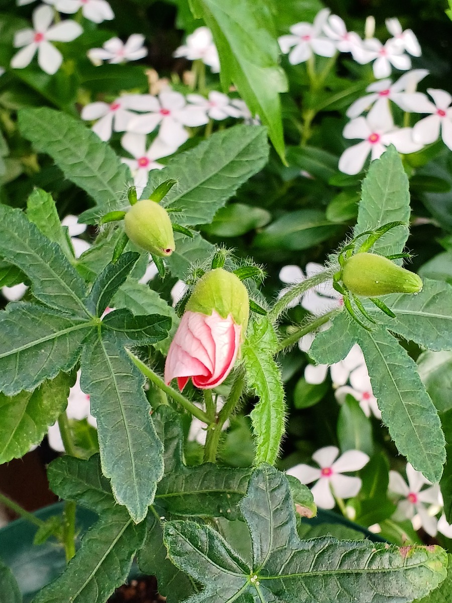 親子のアジアンハイビスカスです｜園芸日記by種蒔き病人｜みんなの趣味の園芸｜829704