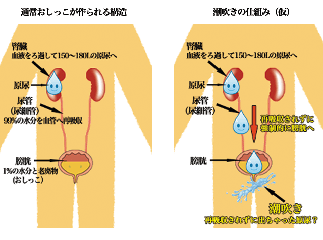 男の潮吹き該当作品 | おっぱい好き専用のAVメーカー【OPPAI（おっぱい）】公式サイト