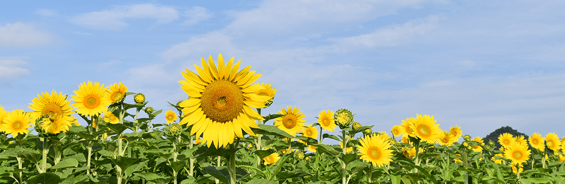 備中国分寺 | ひまわりが満開です🌻 #國分寺 #国分寺