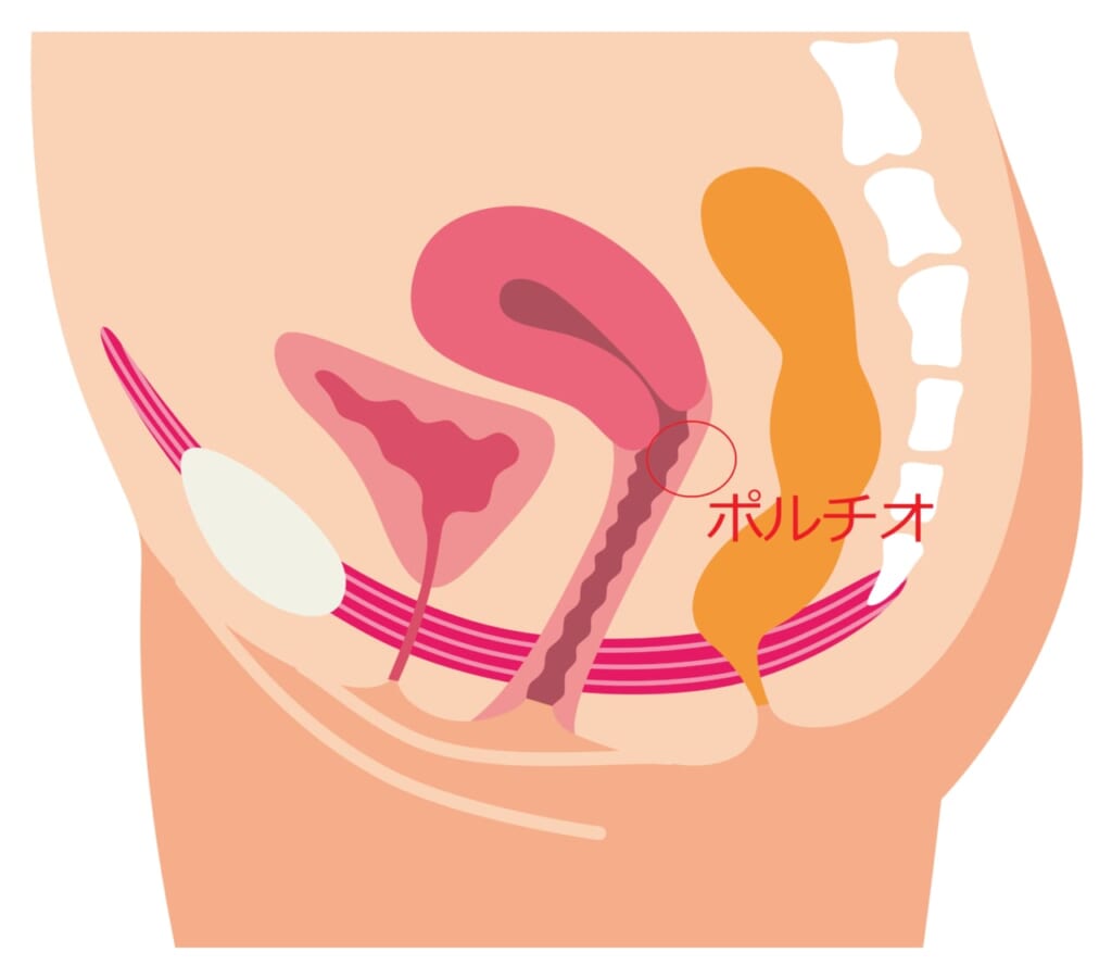 最高のオーガズム！？奥イキ（ポルチオイキ）の方法とは？イキやすい体位も動画で紹介！