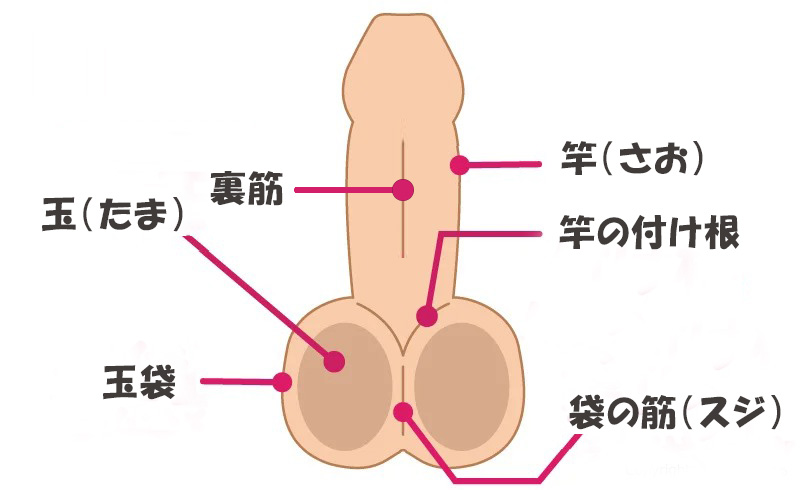 玉舐め画像 陰嚢と睾丸フェラチオ エロ画像すももちゃんねる