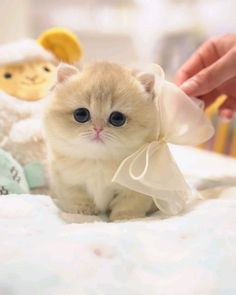 Baby Cats -