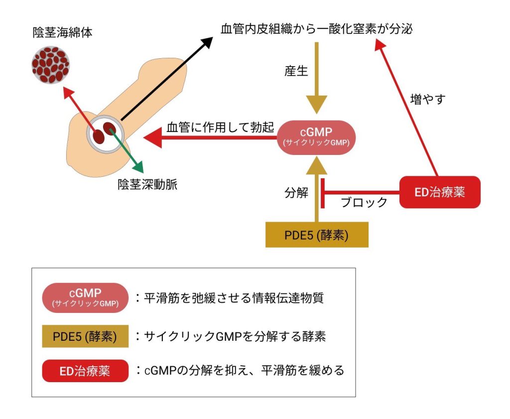 オナ禁でEDになる？オナニーと勃起機能の関係とは | ナイトプロテインPLUS