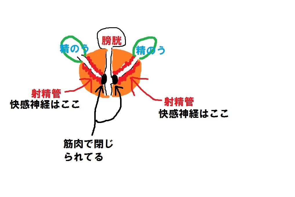 一番正しいところてん射精の方法！成功のポイントは前立腺刺激のやり方｜駅ちか！風俗雑記帳