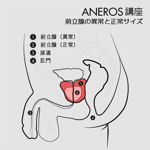 夫に前立腺マッサージをすることになった話【準備編】｜コマリ