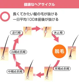 毛髪診断士監修】毛根鞘とは？毛根鞘まで抜くと快感・・・。これって病気か毛を抜きたくなる癖？ | スカルプD コラム