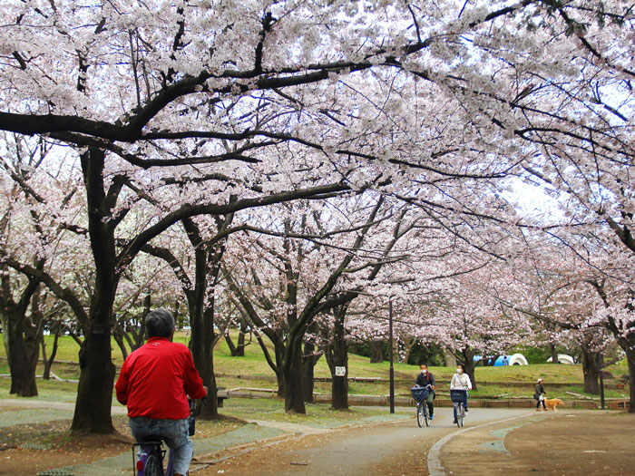 すべり台、デカい！】大久保公園に行ってきた！【結構遊べるよ】｜平塚に住まない？