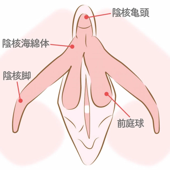 陰核（クリトリス）包茎術｜Wi Clinic(ウィクリニック)【公式】