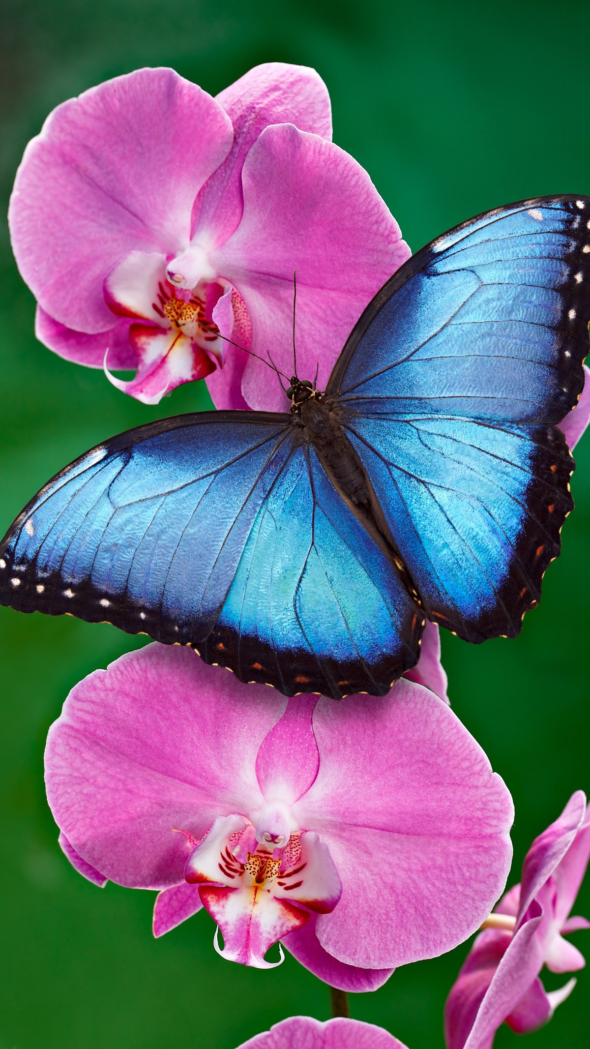 8 Most Beautiful Butterfly Parks