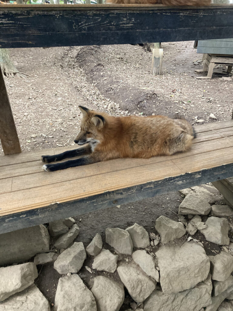 犬の家畜化とキツネ | 倉敷市の注文住宅・家づくりなら工務店のユーリン・ホームにお任せください