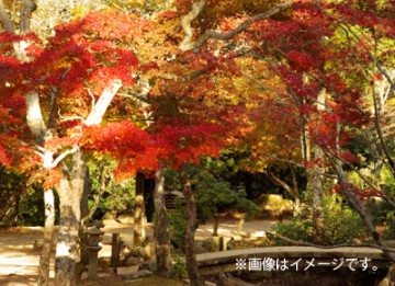 これ以上はあるまい！という晴天の下、紅葉を求めて高尾~陣馬縦走。待っていたのは大どんでん返し。』高尾・八王子(東京)の旅行記・ブログ by  y_0236さん【フォートラベル】