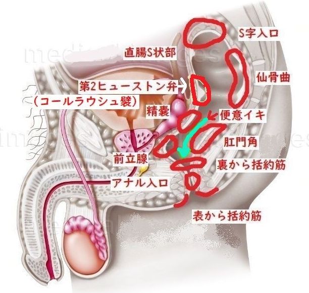 男性の性感帯はどこ？ アナルやペニスだけじゃない、彼が気持ちいい場所 | オトナのハウコレ