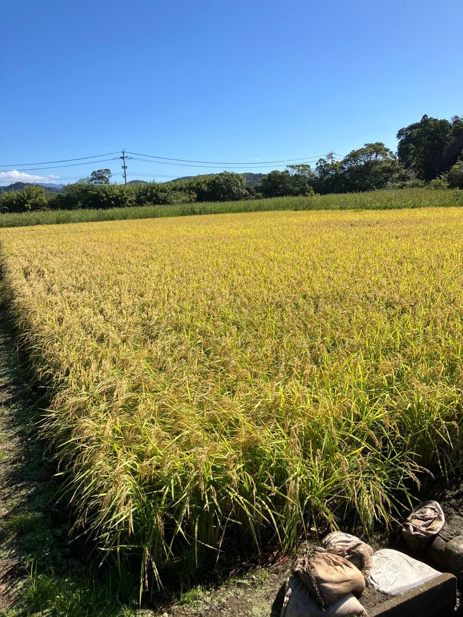 令和5年産鹿児島県なつほのか5kg K226-001_09｜マイナビふるさと納税