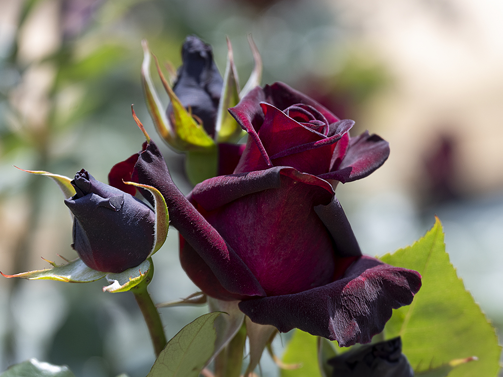 半剣弁高芯咲きのキュートな黒バラ「ブラックバカラ」（薔薇シリーズ118） - 野の花 庭の花