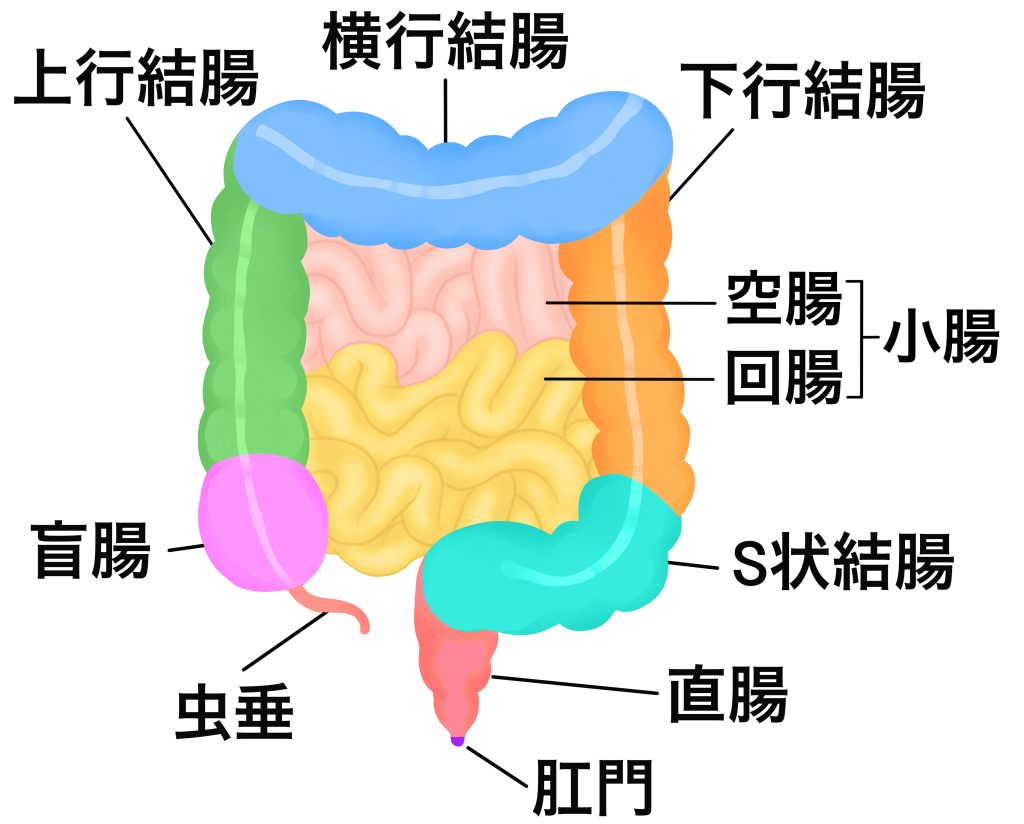 Ｓ状結腸開発調教 １ –