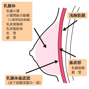 助産師監修］助産師さん直伝！おっぱいマッサージの効果とやり方 | ママライフを、たのしく、かしこく。－ mamaco with