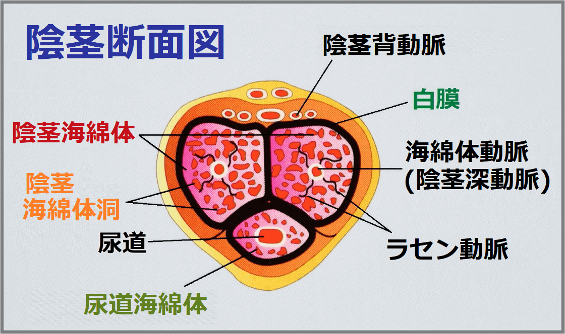 トリコが我慢汁飲んでるwwwww : 鳥速