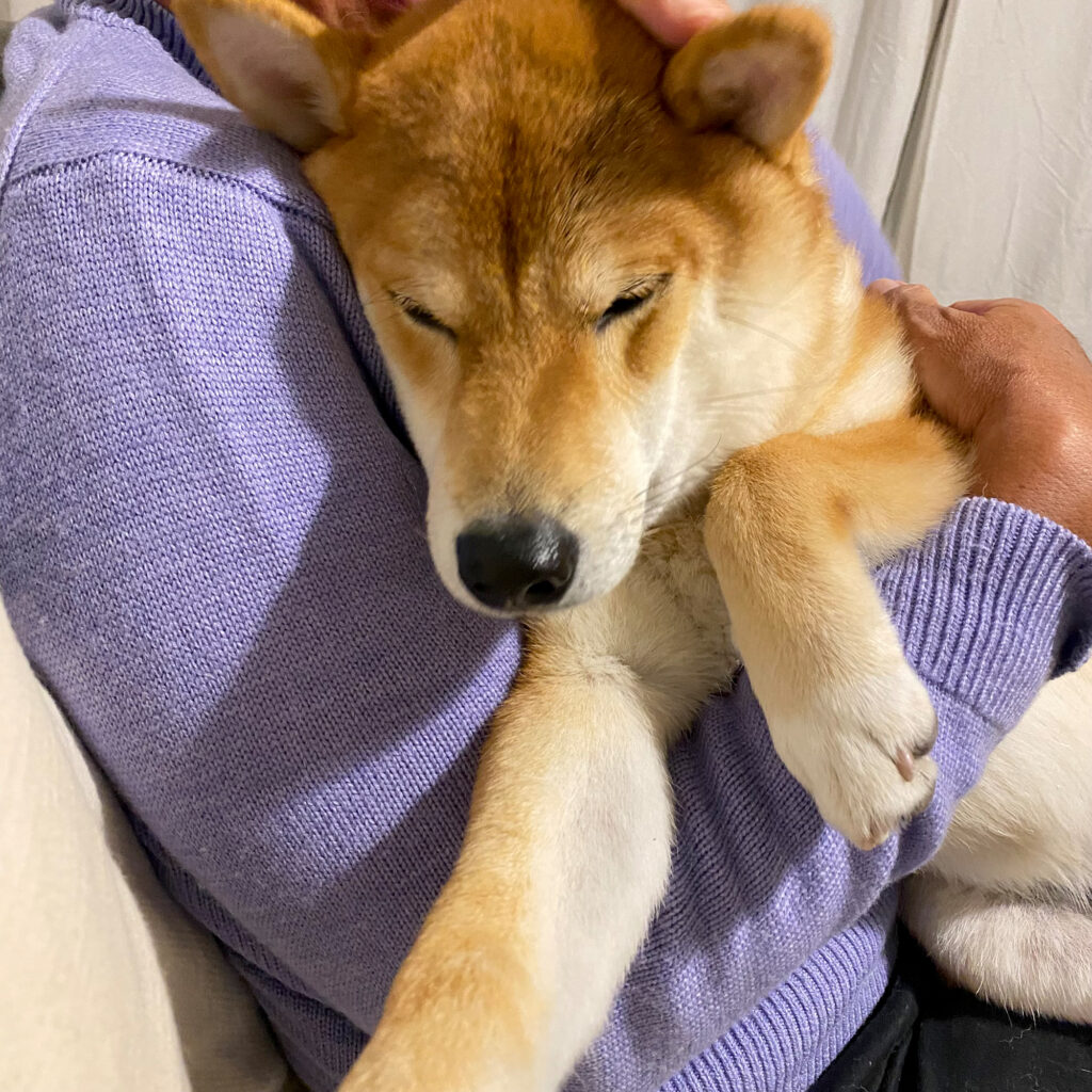 猫の里親募集】東京都・雑種・甘えん坊だけど猫が苦手な「うにゃ子」ちゃん（ID:2211-01237）｜ハグー -みんなのペット里親情報