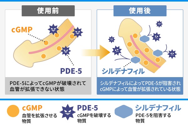 バイアグラ通販できるおすすめのクリニック8選！オンラインでの入手スピード比較や効果・副作用を紹介 | オーロラクリニック新宿院