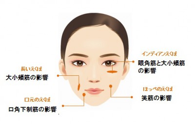 愛され顔の代表「たぬき顔」とは？芸能人のような魅力的な顔を目指すには筋肉がポイント！ -  【COREFIT公式オンラインストア】コアフィット/変化できる女性は美しい。B-by-C 株式会社