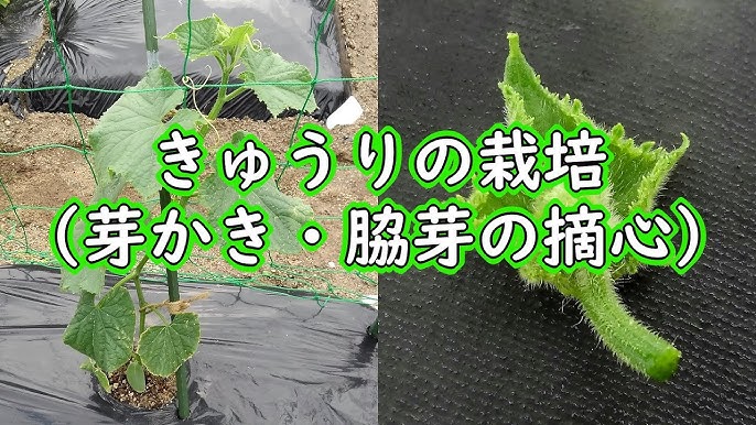 キュウリの栽培：夏すずみきゅうりの脇芽取り（芽かき） | 有機栽培でおいしい野菜作り