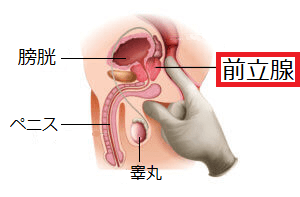 新たな快感の扉を開く！前立腺マッサージの方法｜エステの達人マガジン - 前立腺 マッサージ やり方